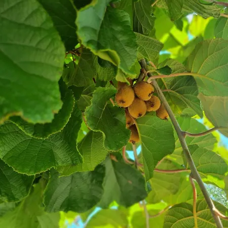 Apartment Traumhafte Gartenwohnung In Ueberlinger Hanglage - Zur Goldenen Kiwi *
